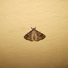Paracymoriza