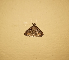 Paracymoriza