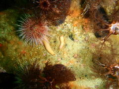 Thyone aurea