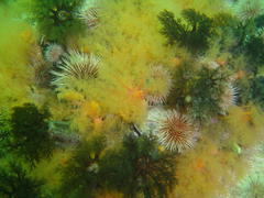Thyone aurea