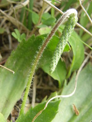 Plantago serraria