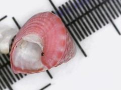 Jujubinus exasperatus