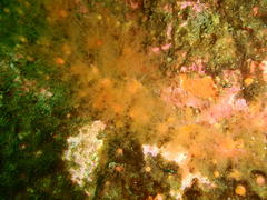 Thyone aurea