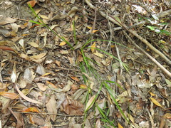 Cyperus tetraphyllus