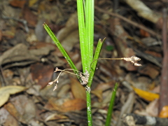 Cyperus tetraphyllus