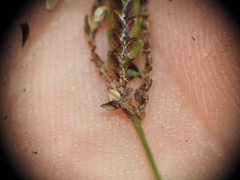 Cyperus tetraphyllus