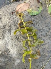 Potamogeton perfoliatus