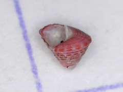 Jujubinus exasperatus