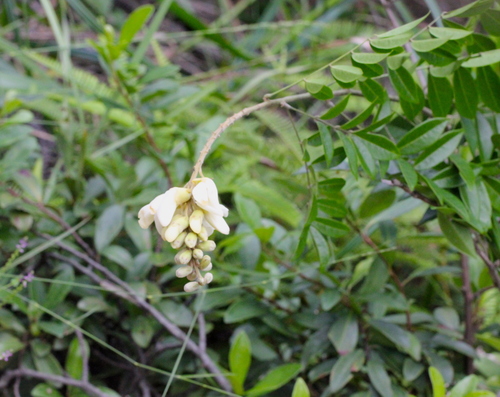 Image of Nanhaia speciosa by no rights reserved