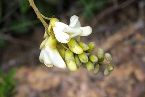 Image of Nanhaia speciosa by no rights reserved