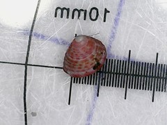 Jujubinus exasperatus