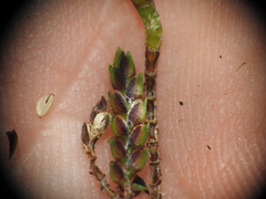 Cyperus tetraphyllus