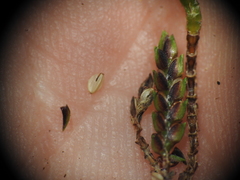 Cyperus tetraphyllus