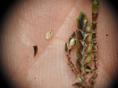 Cyperus tetraphyllus