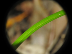 Cyperus tetraphyllus