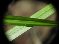 Cyperus tetraphyllus