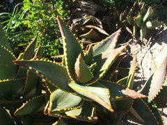 Aloe distans