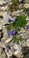 Campanula cenisia