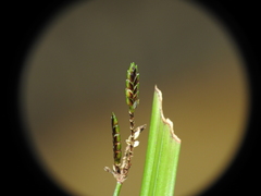 Cyperus tetraphyllus
