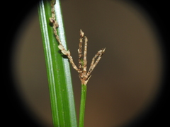 Cyperus tetraphyllus