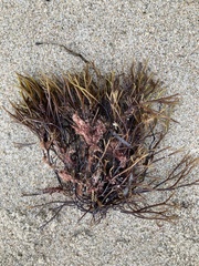 Furcellaria lumbricalis