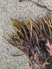 Furcellaria lumbricalis