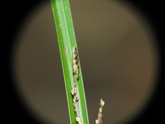 Cyperus tetraphyllus