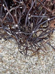 Furcellaria lumbricalis