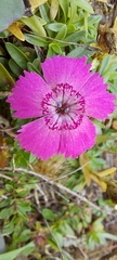 Dianthus alpinus