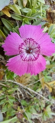 Dianthus alpinus