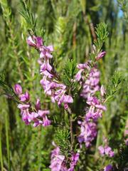 Indigofera pappei