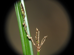 Cyperus tetraphyllus