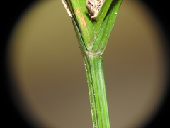 Cyperus tetraphyllus