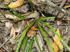 Cyperus tetraphyllus