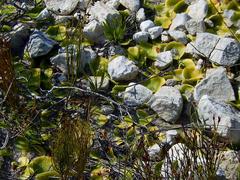 Pterygodium volucris