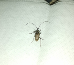 Capnolymma cingalensis