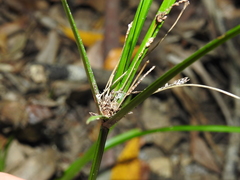 Cyperus tetraphyllus