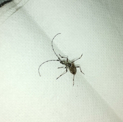 Capnolymma cingalensis