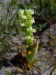 Pterygodium volucris