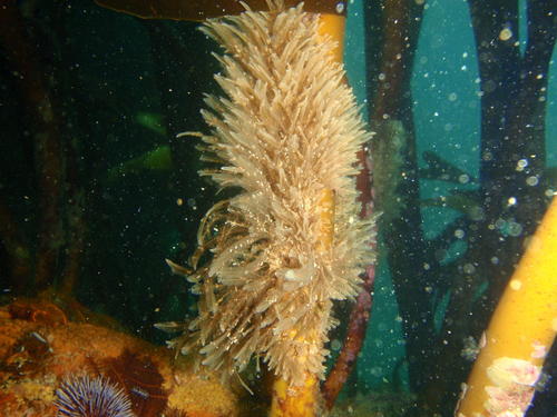 Lytocarpia formosa