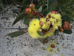 Eucalyptus preissiana