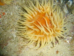 Pseudactinia flagellifera