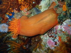 Pseudactinia flagellifera