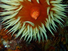 Pseudactinia flagellifera