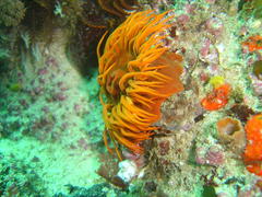 Pseudactinia flagellifera