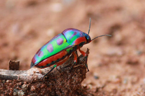 Rainbow Shield Bug