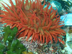 Pseudactinia flagellifera