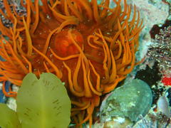 Pseudactinia flagellifera