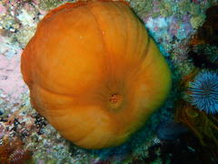 Pseudactinia flagellifera