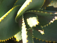 Aloe distans